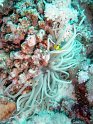 DSC09120 - 050329 - Gota Kebir (SO) - Anemone & poisson clown